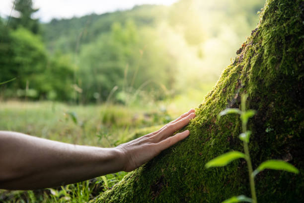 How Our Tree Care Process Works  in  Lynchburg, VA