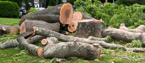 Trusted Lynchburg, VA Tree Removal Services Experts